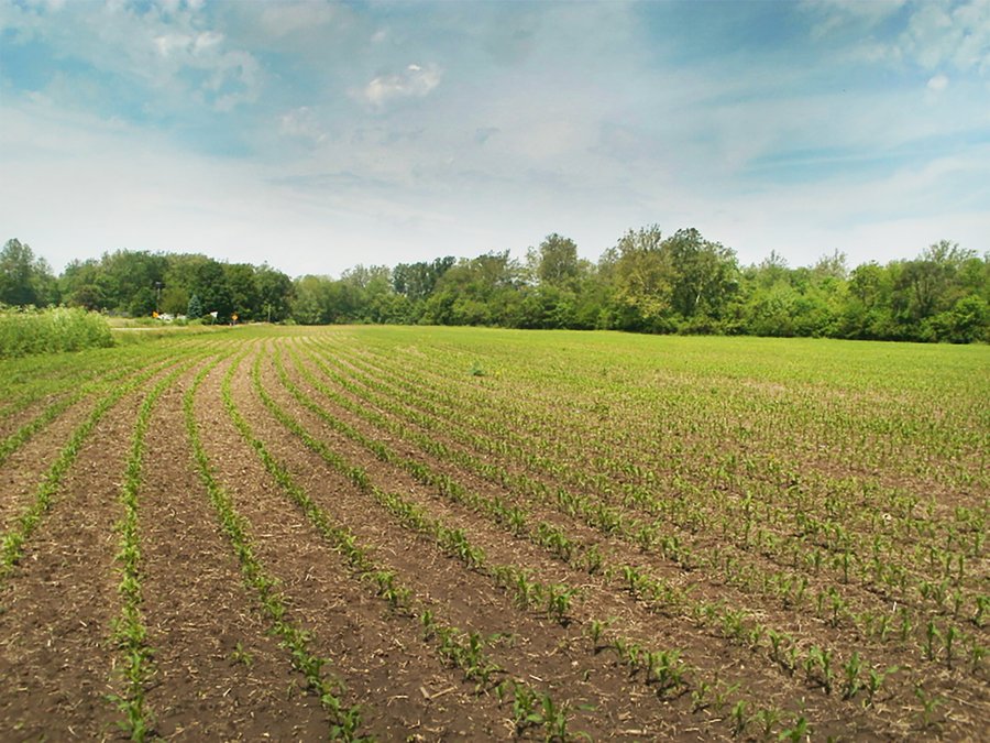 For sale: 35+/- Acres of Cropland/Recreational Land - Cambridge City, IN